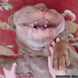 Андрей, Киев