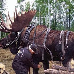 Серега, Нижневартовск